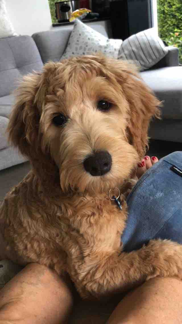 Dogs enjoying doggy day care at Pooch & Paws