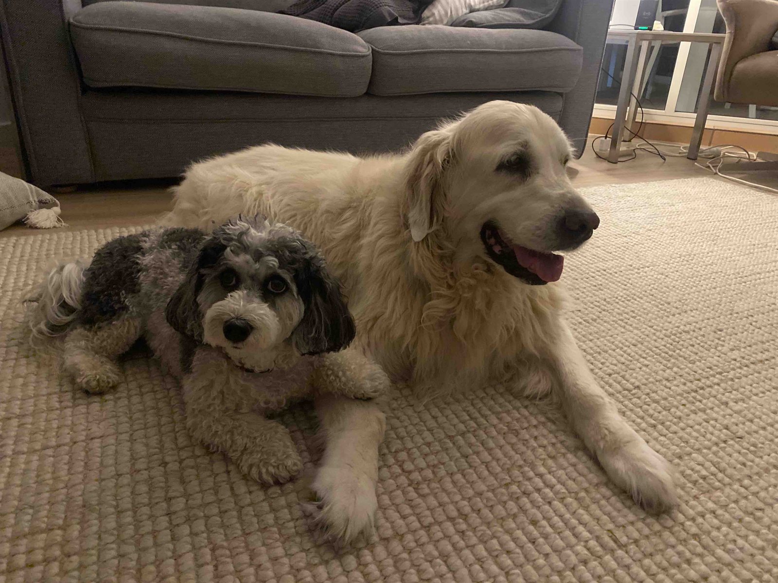 Dogs enjoying doggy day care at Pooch & Paws