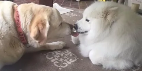 Dogs enjoying doggy day care at Pooch & Paws