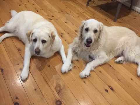 Dogs enjoying doggy day care at Pooch & Paws
