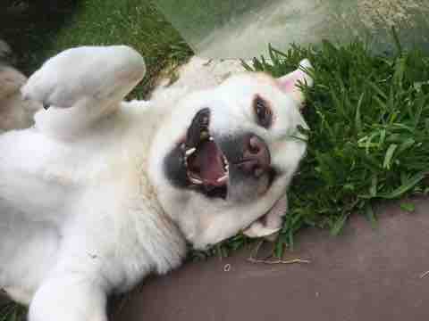 Dogs enjoying doggy day care at Pooch & Paws
